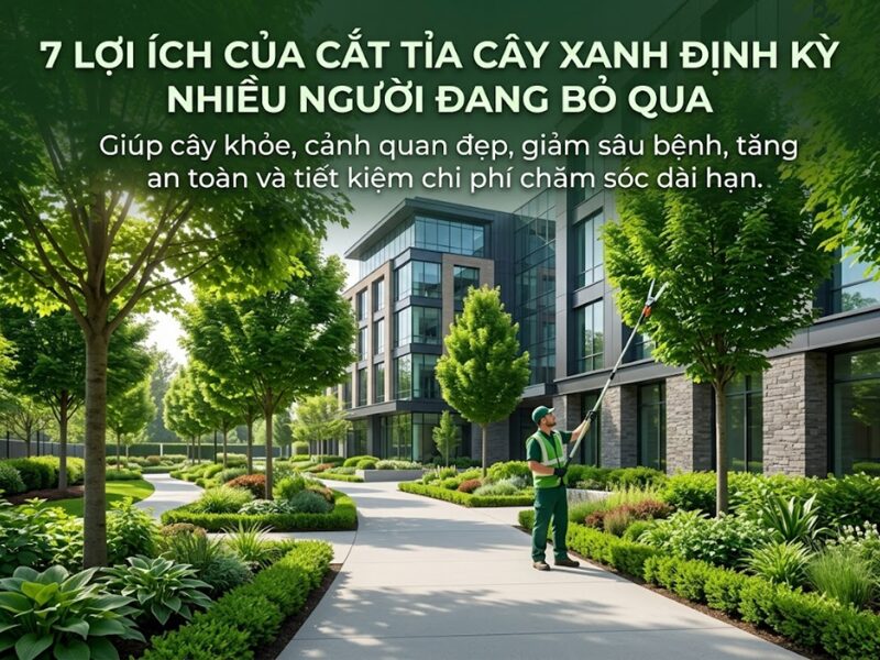 Cắt tỉa cây xanh định kỳ có thật sự cần thiết? 7 lợi ích nhiều người đang bỏ qua cắt tỉa cây xanh định kỳ
