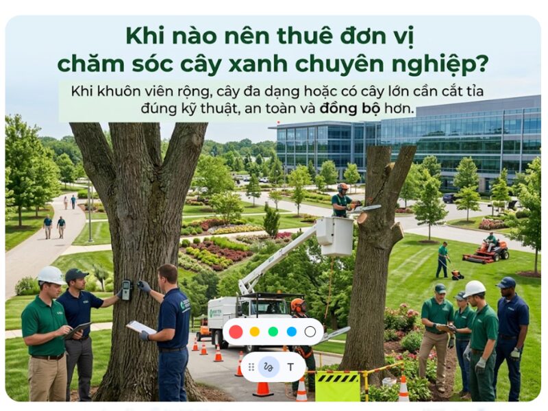 Cắt tỉa cây xanh định kỳ có thật sự cần thiết? 7 lợi ích nhiều người đang bỏ qua cắt tỉa cây xanh định kỳ