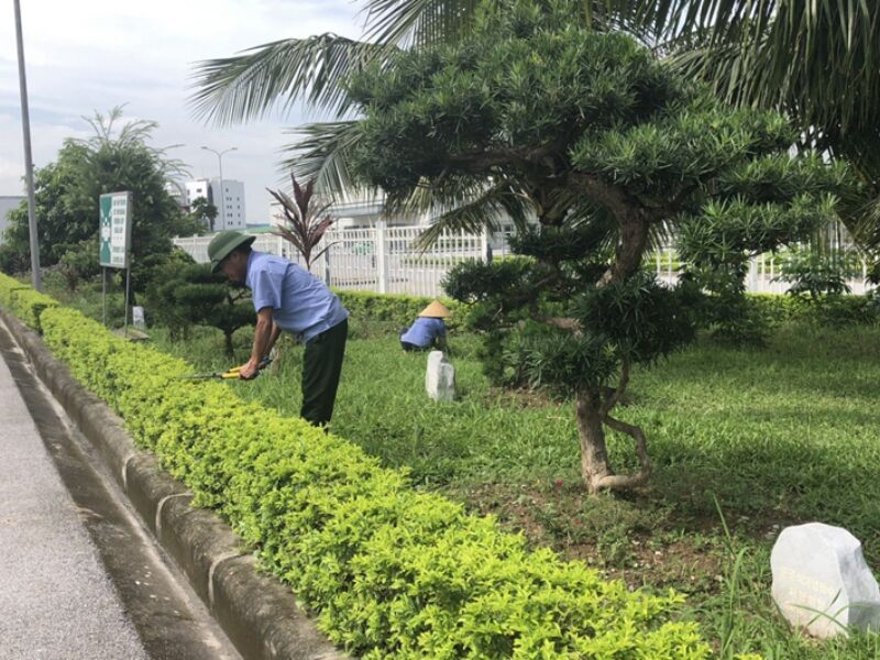 Quy trình chăm sóc cây xanh chuyên nghiệp giúp công trình luôn bền đẹp và chỉn chu quy trình chăm sóc cây xanh chuyên nghiệp