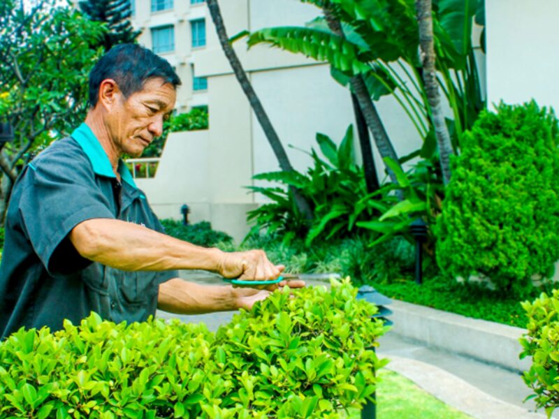 Quy trình chăm sóc cây xanh chuyên nghiệp giúp công trình luôn bền đẹp và chỉn chu quy trình chăm sóc cây xanh chuyên nghiệp